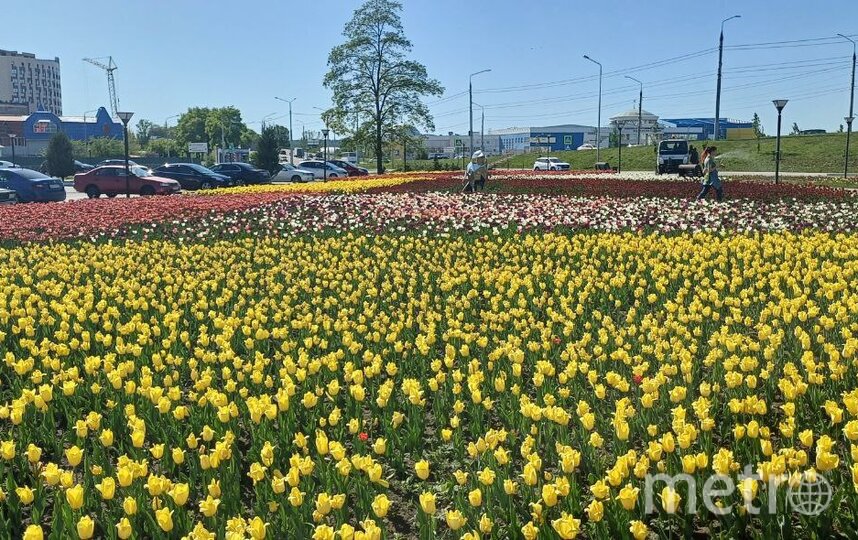 Белгород цветет несмотря ни на что: как в приграничный город пришла весна